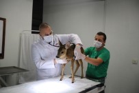 Yavru Karacayı Tedavi Ederek Yaşama Döndürdü