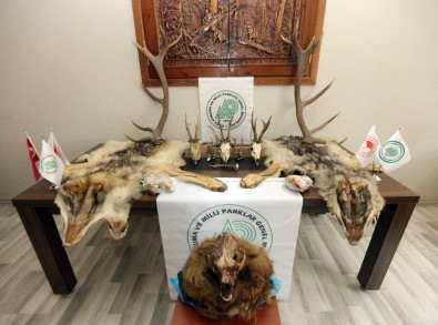 Boz Ayı Ve Koruma Altındaki Karacaları Kaçak Avlayan Şahıslara Ceza Yağdı