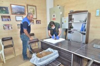 Kazakistan'dan Kıbrıs'a Kadar Sertifikalı Çilek Fidesi İhracatı Kayseri'den Yapılıyor