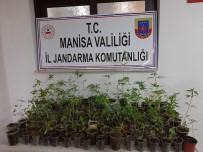 Saksılara Ekili Kenevirler Ele Geçirildi