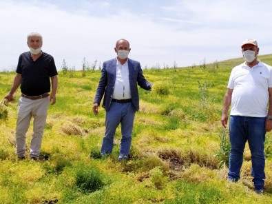 Silvan'da Sarı Mercimek Üretimine Başlandı