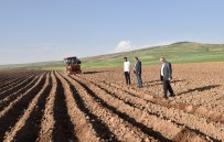 Ahlat'ta 50 Bin Dekar Alanda Patates Ekimi Yapılıyor