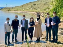 AK Parti Gençlik Kolları, Göletlere Bin Adet Sazan Balığı Bıraktı Haberi