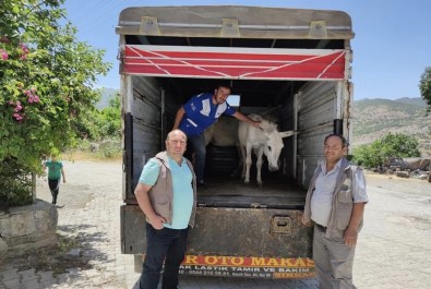 Ayaklarından Yaralanan Katır Ve Eşek, 'Emekli Hayvanlar Çiftliğine' Gönderildi