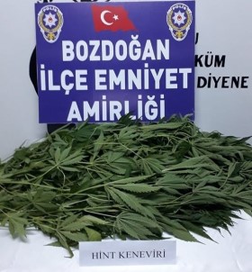 Bozdoğan'da 15 Kök Hint Keneviri Ele Geçirildi