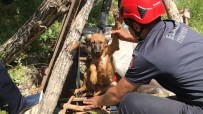 Elazığ'da 5 Metrelik Kuyuya Düşen Köpek İçin Kurtarma Operasyonu