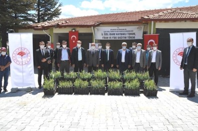 Hisarcık'ta Çiftçilere 6 Bin 475 Goji Berry Fidanı Dağıtıldı