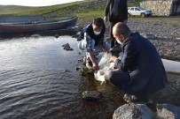 Kars'ta Göllere 85 Bin Yavru Sazan Balığı Bırakıldı Haberi