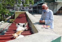 'Kedilerin Dedesi' Yasağın Ardından Hem Kedilerine Hem İşine Kavuştu