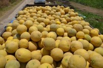 Kırıkhan'da Kavun Hasadı Başladı