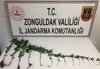 Zonguldak'ta 14 Kök Kenevir Bitkisi Ele Geçirildi