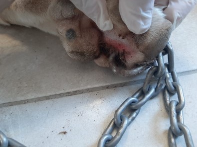Köpeğin Patisini Delip Zincir Takan Cani Bodrum'u Ayağa Kaldırdı