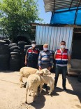 Antalya'da Koyun Hırsızı Jandarmadan Kaçamadı Haberi