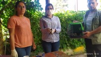 Iğdır'da Yaralı Kuşlar Tedavi Altına Alındı