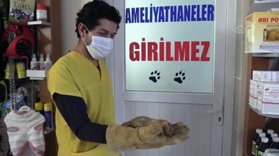 Muğla'da Saçmayla Yaralanan Sincap Tedaviye Alındı