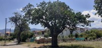 Tarihe Tanıklık Eden Menengiçlere 'Anıt Ağaç' Levhaları Asıldı