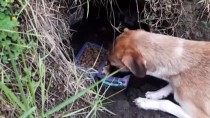 Toprağın Altına Yuva Kazan Köpek Ve 14 Yavrusuna Hayvanseverler Sahip Çıktı
