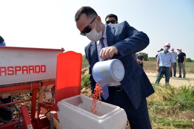 Yerli Ve Milli Mısır Tohumu 'Hacıbey' Toprakla Buluştu