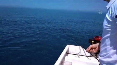 Amatör Balıkçıların Beslediği Yunus Renkli Görüntüler Oluşturdu