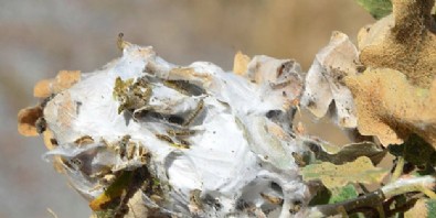 Keneyle savaşan o ilimize başka hayvan istilası! 6 köyü tehdit ediyor