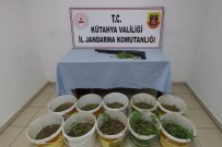 Kütahya'da 185 Kök Kenevir Bitkisi Ele Geçirildi