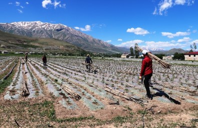 (Özel) Cumhurbaşkanı Erdoğan'ın Çağrısıyla Gevaş'ta Üretim Seferberliği