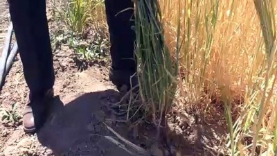 Yerli Arpa Çeşitlerinden Beklenen Verim Alındı