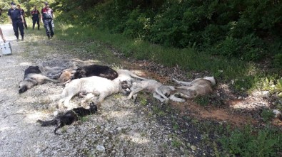 Büyük Vicdansızlık Açıklaması Ormanda 12 Köpek Ölüsü Bulundu