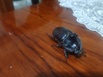 Evinin Balkonunda Buldu, Gözü Gibi Bakıyor