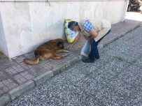 İncirliova'da Sokak Hayvanları Unutulmadı Haberi