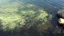 Kahramanmaraş'ta Baraj Göletindeki Balık Ölümlerine İlişkin İnceleme Başlatıldı