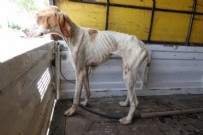 SOKAK KÖPEĞİ - Kırklareli'nde korkunç görüntü! Çok sayıda telef olmuş sokak köpeği bulundu