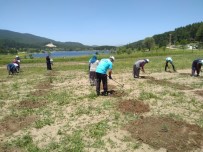 Lavanta Bahçelerinde Bakım Çalışması