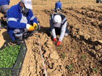 Mamak Belediyesi'nden Tarım Seferberliği