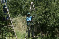 (Özel) Türkiye'nin Papaz Eriğini Onlar Üretiyor...O Anlar Havadan Görüntülendi