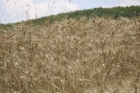 Sertifikalı Tohum Üretimi 8 Kat Artış İle 1 Milyon 134 Bin Tona Ulaştı