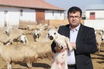 Aksaray'da Hayvan Aşılaması Verimliliği Artırdı