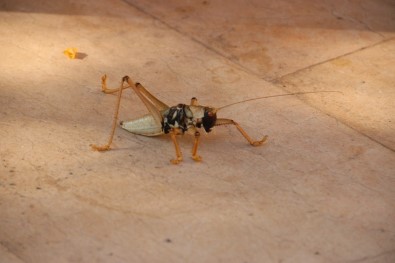 Diyarbakır'da Dev Çekirge Görenleri Hayrete Düşürdü