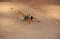 Diyarbakır'da Dev Çekirge Görenleri Hayrete Düşürdü