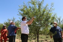 Erzincan'da Sanayi Meyveciliğine Yatırımlar Sürüyor