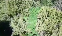 Ormanlık Alana 'Drone'lu Kenevir Operasyonu