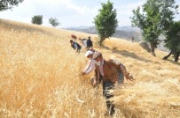 Şırnak'ta 'Dengbej' Eşliğinde Buğday Hasadı Başladı Haberi