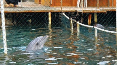 Yunuslara Özgürlük Platformu'ndan TBMM'ye Çağrı