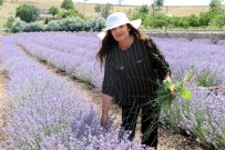56 Yaşındaki Kadın Önce Hayalini Kurdu, Sonra Lavanta Bahçesini Oluşturdu Haberi