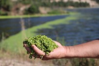 Alg Patlaması Yaşanan Göl Yeşil Örtüyle Kaplandı Haberi