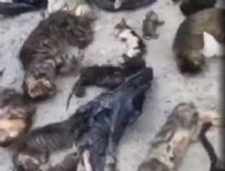KÜÇÜKÇEKMECE BELEDİYESİ - CHP'li Belediye kedileri katletti iddiası!