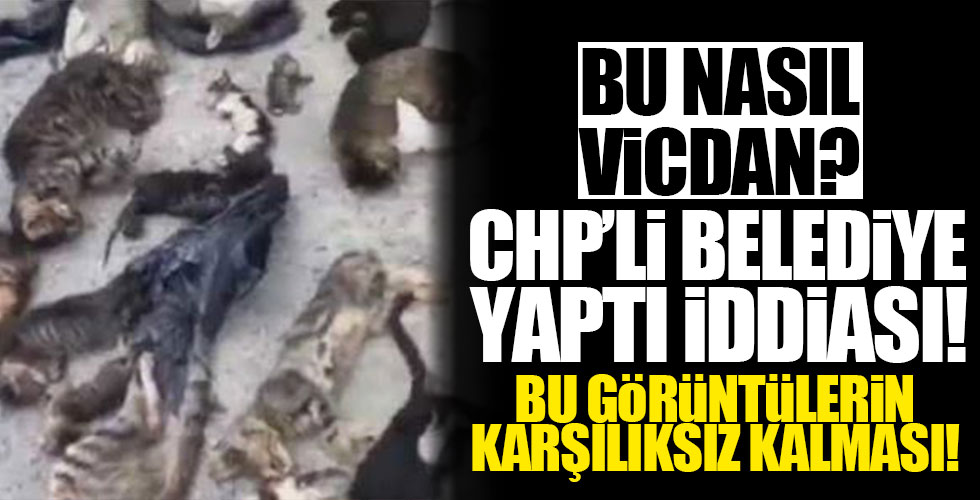 CHP'li Belediye kedileri katletti iddiası!