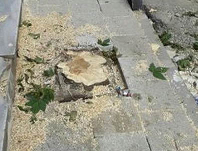CHP'li Küçükçekmece Belediyesi meyve ağaçlarını kesti