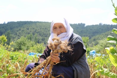 Hisarcık'ta Sarımsak Hasadı Başladı