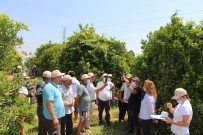 Konyaaltı'nda Entegre Mücadele Projesi